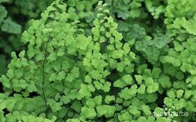 Adiantum aethiopicum fullplant6.jpeg